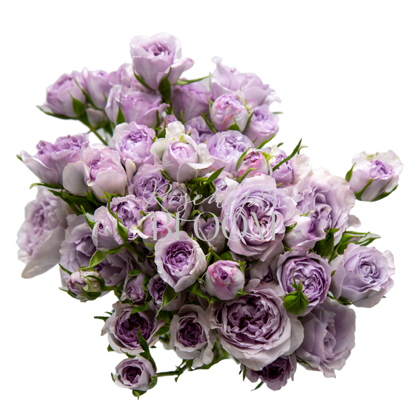 Everlasting Lavender