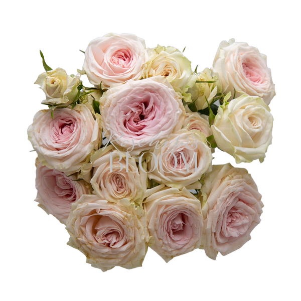 Dima Bombastic Spray Roses – Page 2 – Rosehip & BLOOM