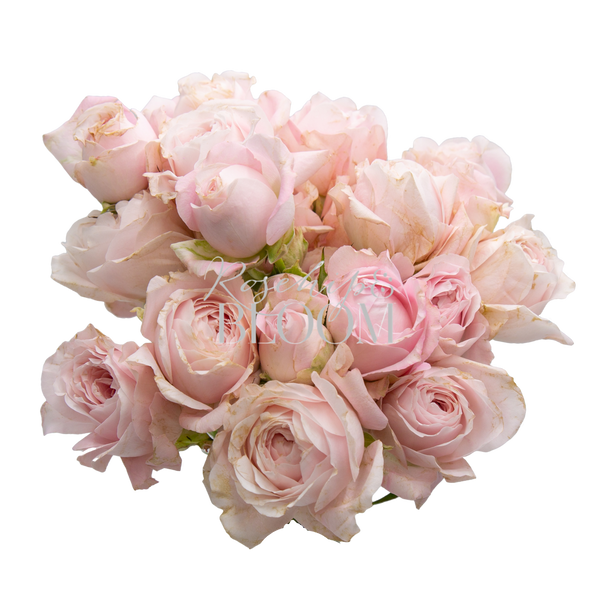 Fairy Kiss Pink