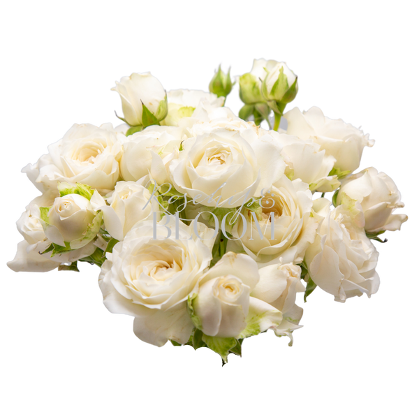 Fairly Kiss White