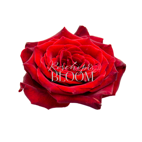 Black Baccara