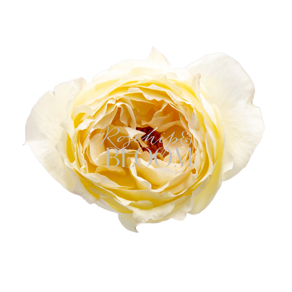 Cream Yves Piaget