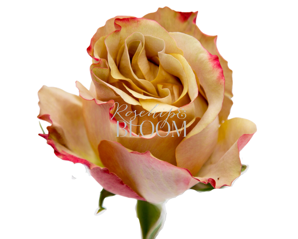 Honey Colorama