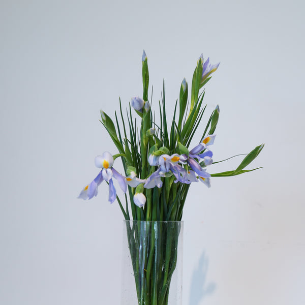 Iris - Blue