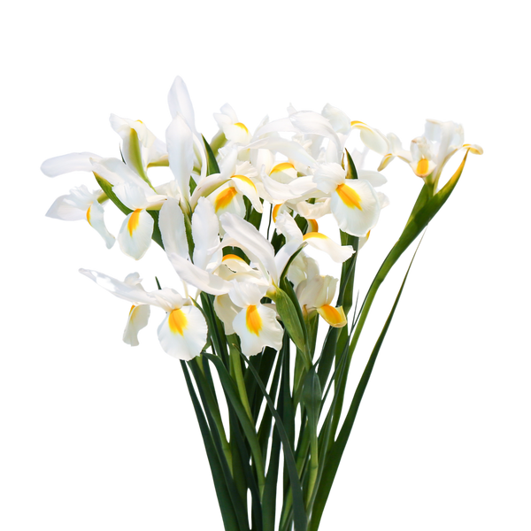 Iris - White
