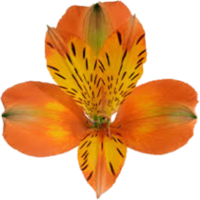 Jaffa Alstroemeria