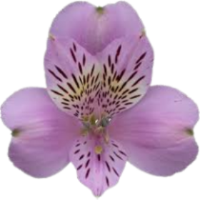 Jewel Alstroemeria