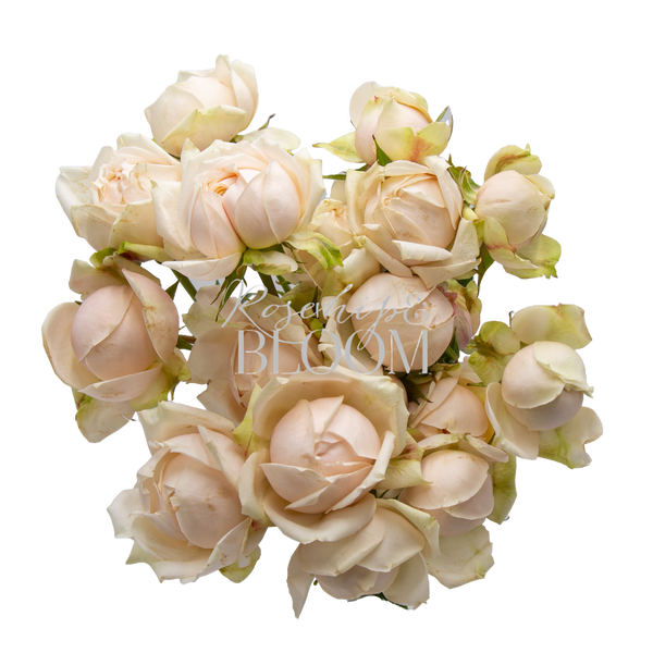 Julietta Cream