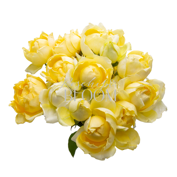 Julietta Limonchello