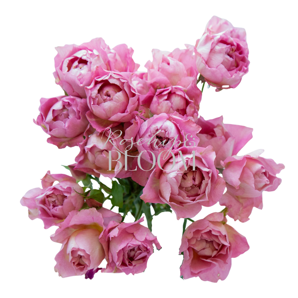 Julietta Pretty Pink - New Addition!