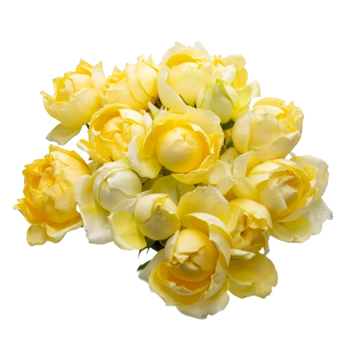 Julietta Limonchello - Out Of Flush