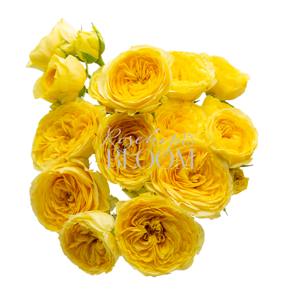 Lemon Pom Pom