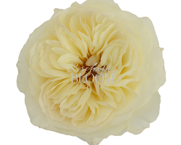 Leonora