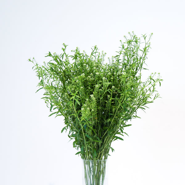 Lepidium Pepperweed