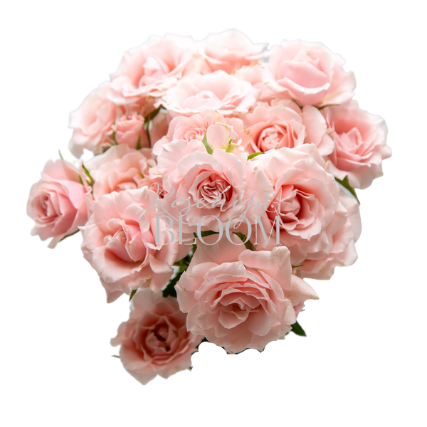 Majolica Pink