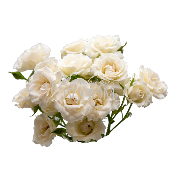 Majolica White