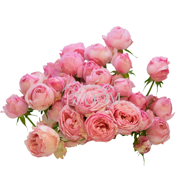 Mansfield Park Pink - New Addition!