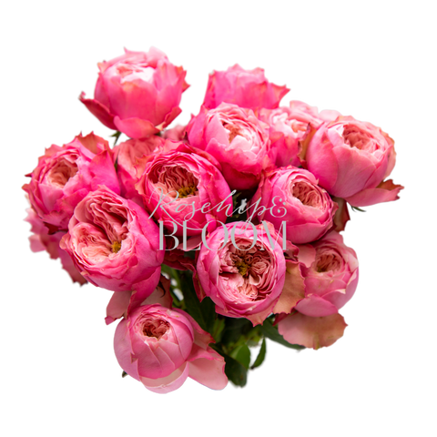 Northanger Abbey – Rosehip & BLOOM