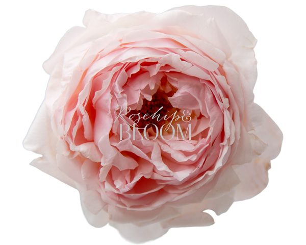 Peony Pink