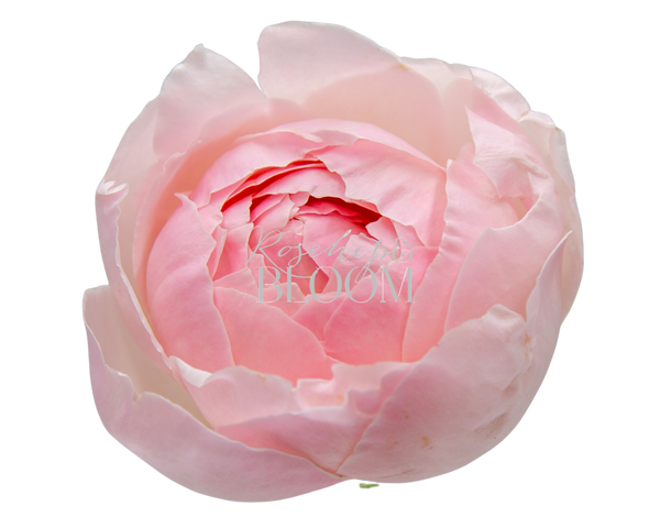 Peony Pink