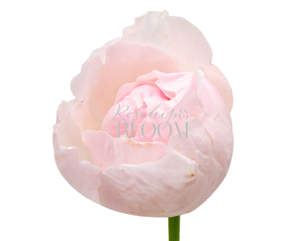 Peony Pink