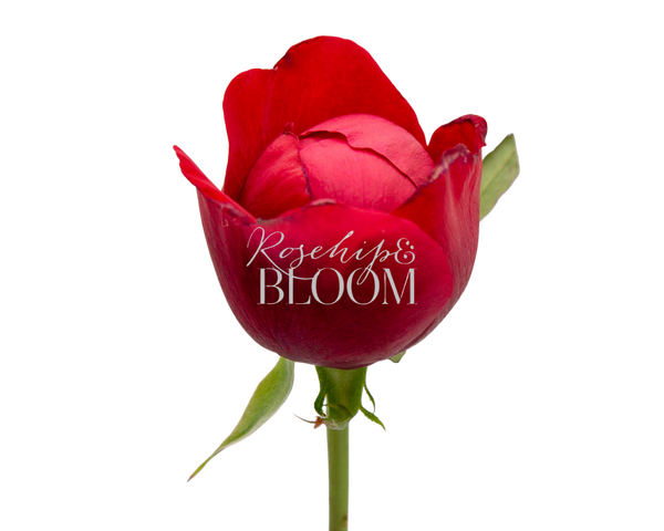 Peony Red