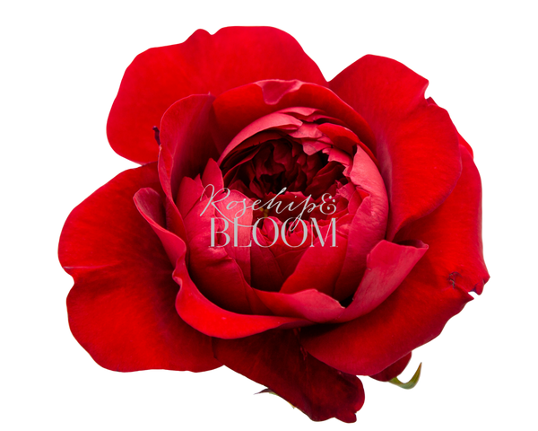 Peony Red