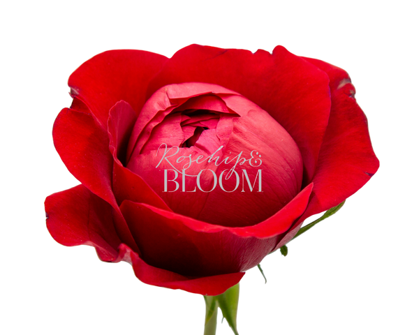 Peony Red
