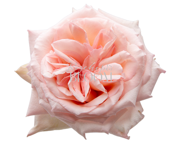Pink O'Hara