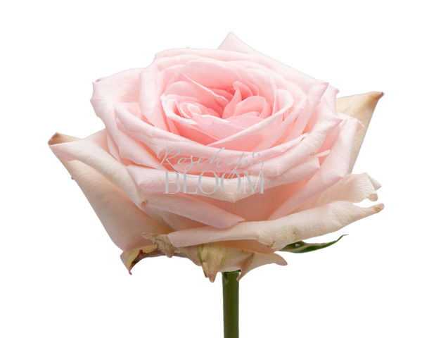 Pink O'Hara