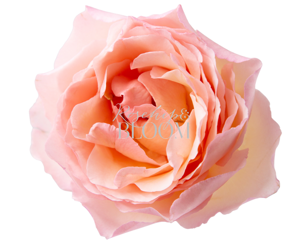 Princess Charlene