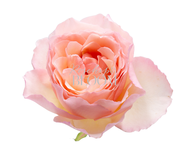 Princess Charlene