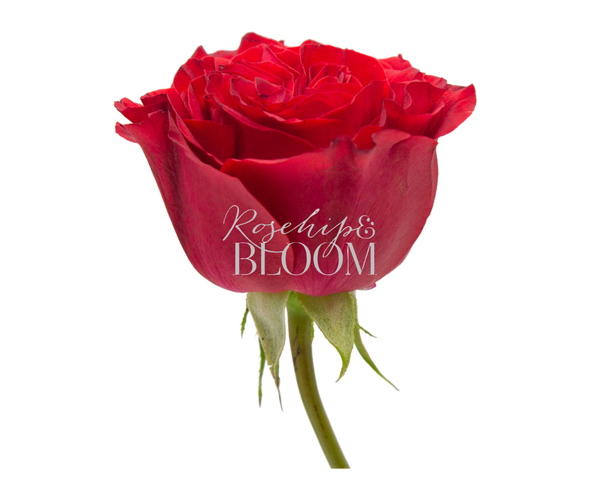 Rouge Royale / Red Elegance