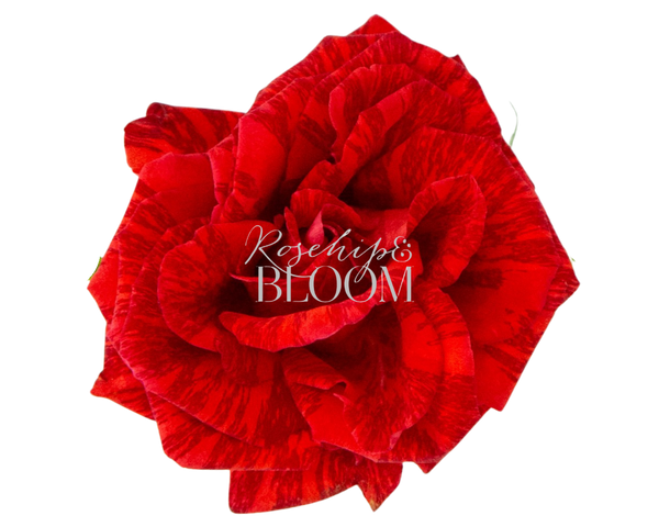 Red Intuition - New Addition!