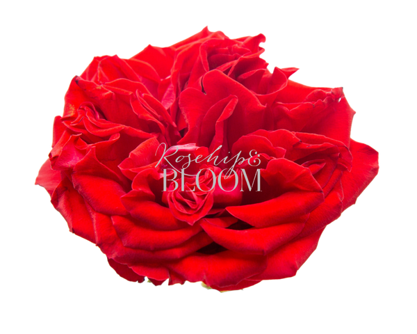 Rouge Royale / Red Elegance