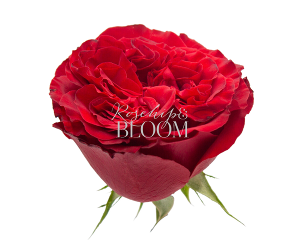 Rouge Royale / Red Elegance