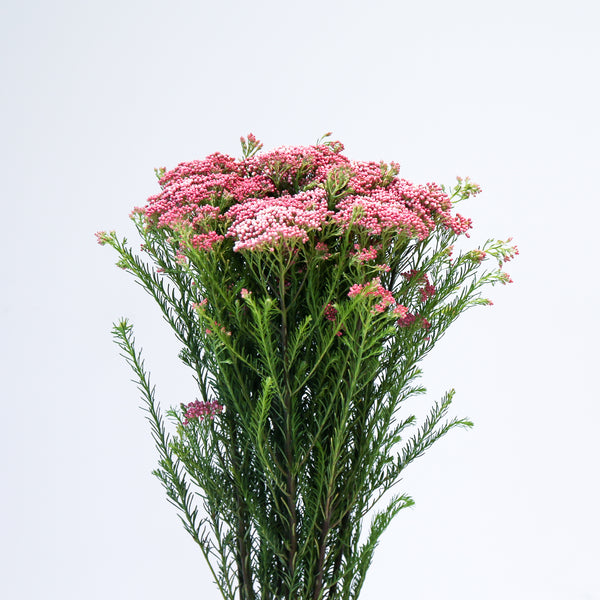 Rice Flower - Pink