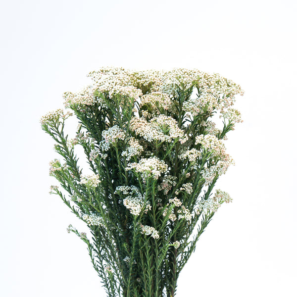 Rice Flower - White