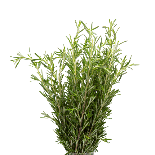 Rosemary