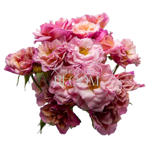 Scented Whisper