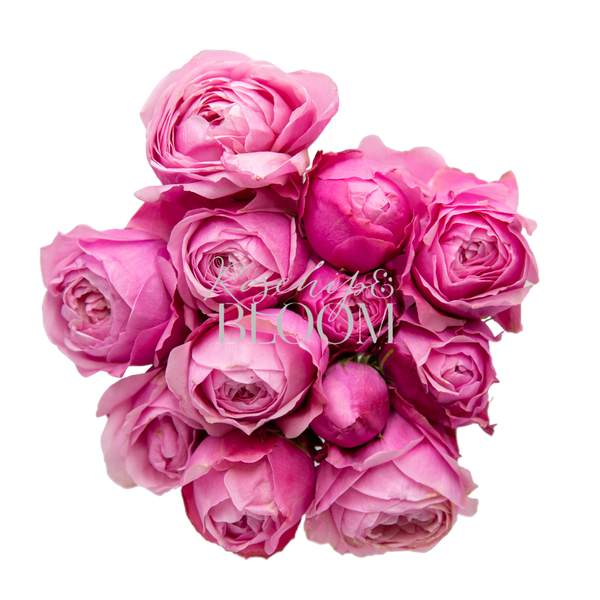 Silva Pink