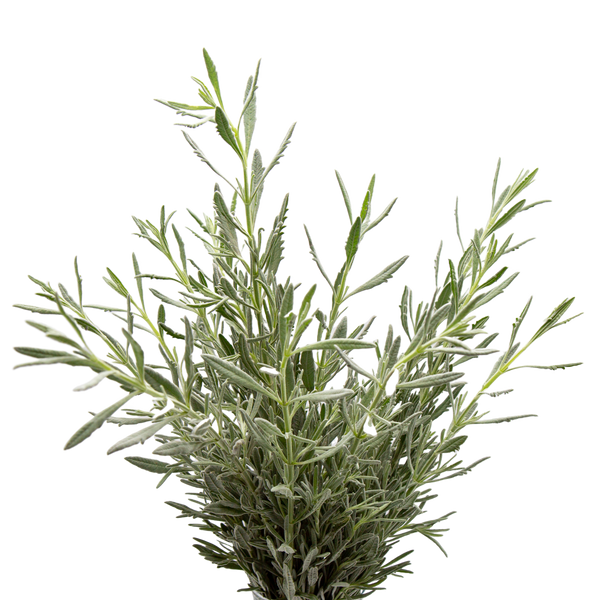 Silver Lavender