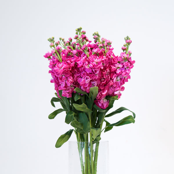 Stock Matthiola - Hot Pink