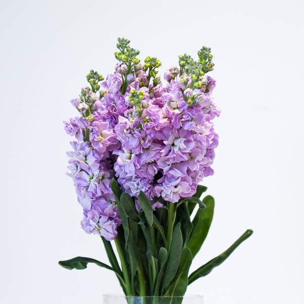 Stock Matthiola - Light Purple
