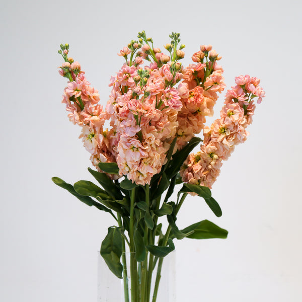 Stock Matthiola - Peach