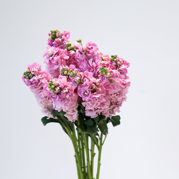 Stock Matthiola - Pink