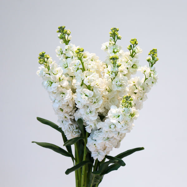 Stock Matthiola - White