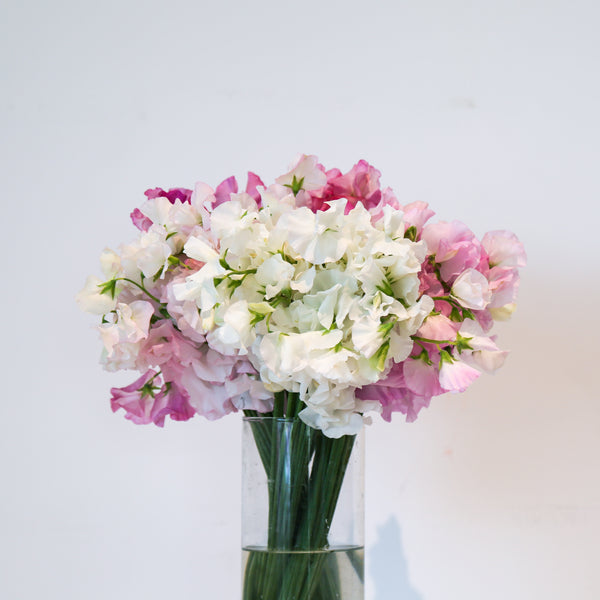 Sweet Pea - Assorted