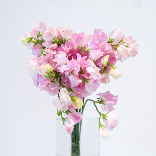 Sweet Pea - Light PInk