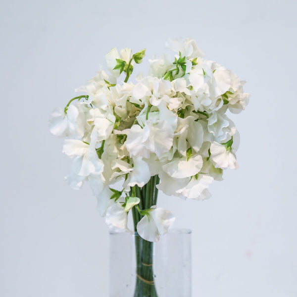 Sweet Pea - White
